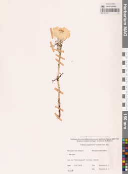 MAG 0011817