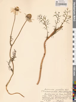 MAG 0011819