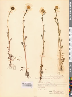 MAG 0012593