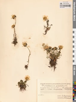 MAG 0012594