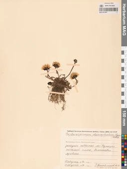 MAG 0012597