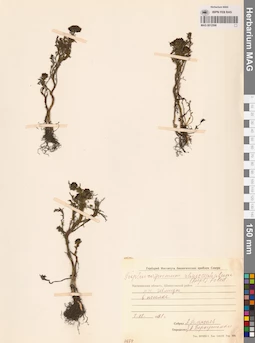 MAG 0012598