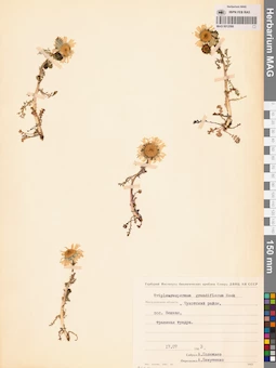 MAG 0012599