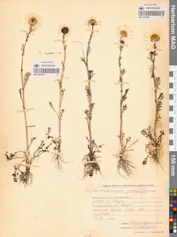 MAG 0012592