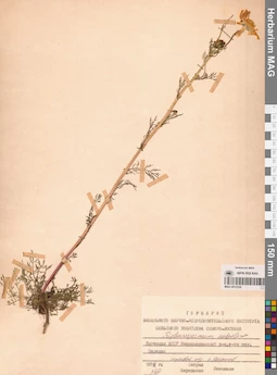 MAG 0012530