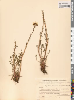 MAG 0012531