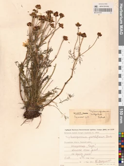 MAG 0012535