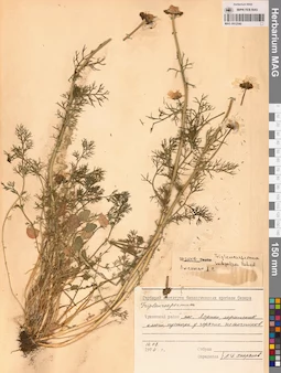 MAG 0012540