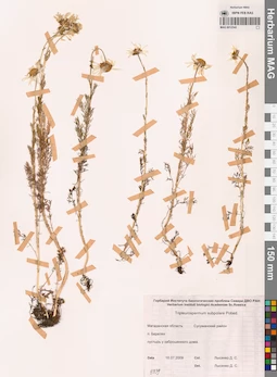 MAG 0012542