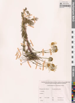 MAG 0012543