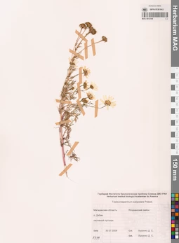 MAG 0012546
