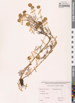 MAG 0012548