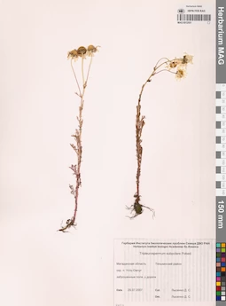 MAG 0012551