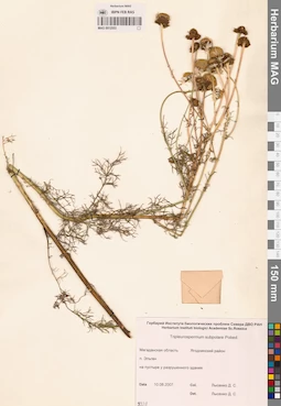 MAG 0012553
