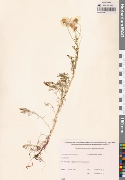 MAG 0012554