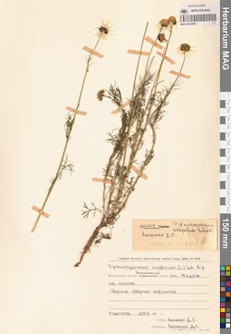 MAG 0012560