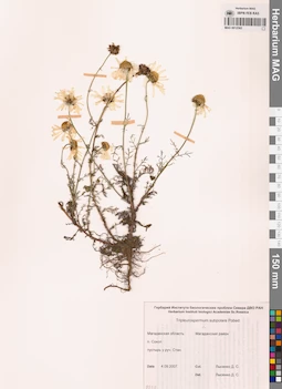 MAG 0012562
