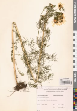 MAG 0012565