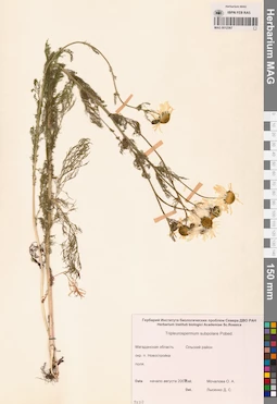 MAG 0012567