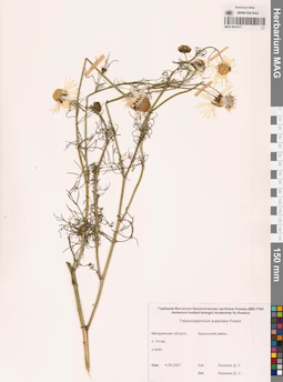 MAG 0012571