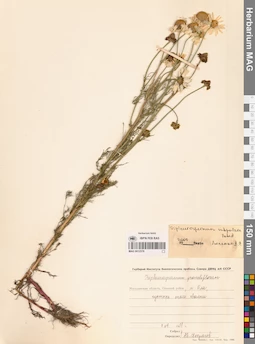 MAG 0012578