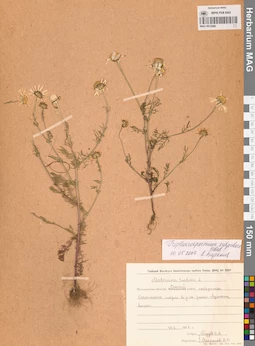 MAG 0012580