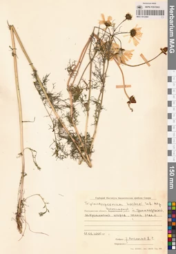 MAG 0012584
