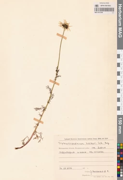 MAG 0012586
