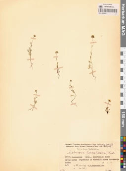 MAG 0023624