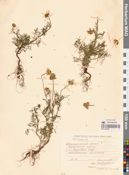 MAG 0023626