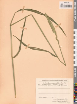 MAG 0004745