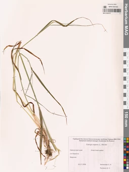 MAG 0004747