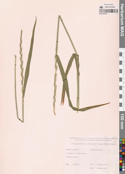 MAG 0004750