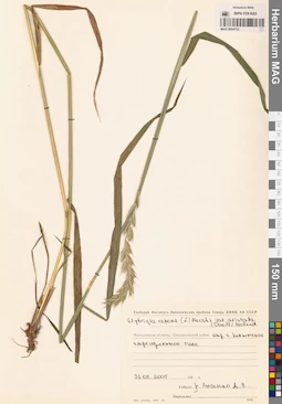 MAG 0004753