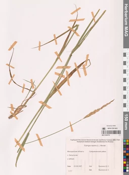 MAG 0004755