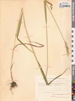 MAG 0004762