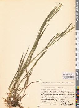 MAG 0004771