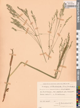 MAG 0008528