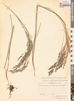 MAG 0008543