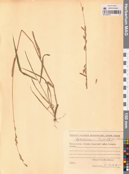 MAG 0004774