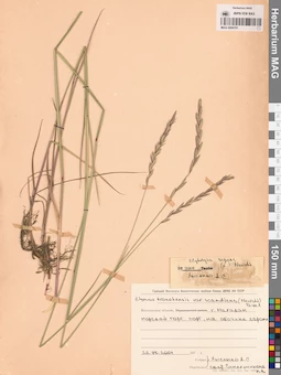 MAG 0004781