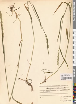 MAG 0004786