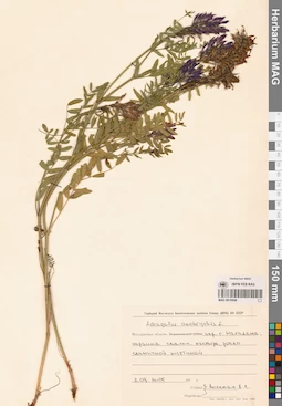 MAG 0010946
