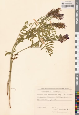 MAG 0010947