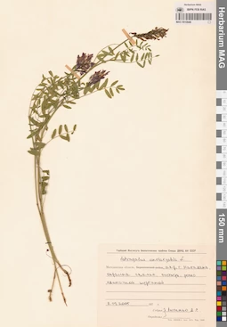 MAG 0010948