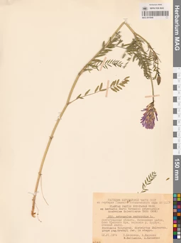 MAG 0010949