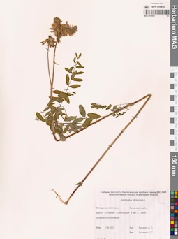 MAG 0010953