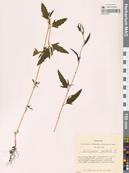 MAG 0023627