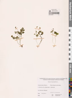 MAG 0010343