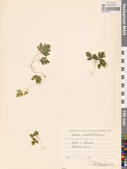MAG 0023629
